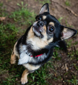 Dobby Neu 9 Dobby Neu 9