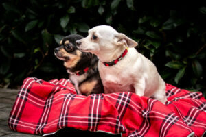 Füri Und Dobby Chi 1 Füri Und Dobby Chi 1