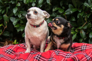 Füri Und Dobby Chi 2 Füri Und Dobby Chi 2