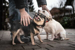 Füri Und Dobby Chi 3 Füri Und Dobby Chi 3