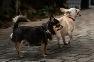 Füri Und Dobby Chi 4