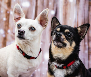 Füri Und Dobby Neu 1