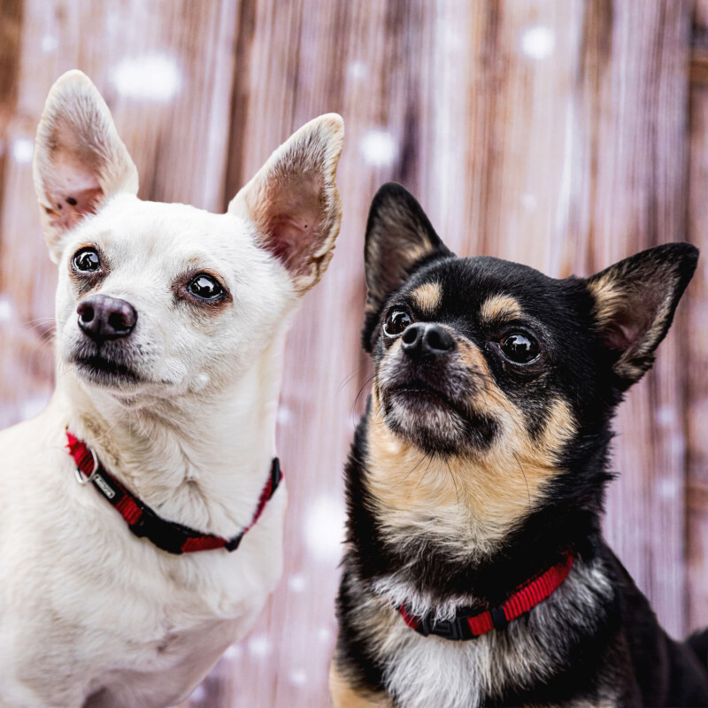 Füri und Dobby Chi – Wir möchten zusammen bleiben!