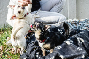 Füri Und Dobby Neu 10