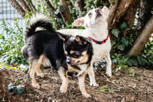 Füri Und Dobby Neu 2