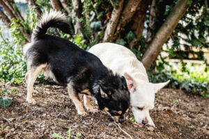 Füri Und Dobby Neu 3