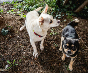 Füri Und Dobby Neu 4