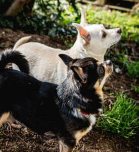 Füri Und Dobby Neu 5