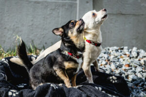 Füri Und Dobby Neu 6