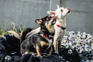 Füri Und Dobby Neu 7