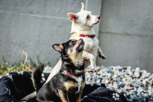 Füri Und Dobby Neu 8