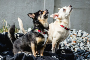 Füri Und Dobby Neu 9