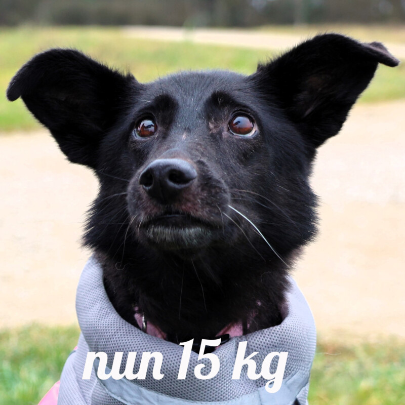 Rike 1A Nun 15 Kg