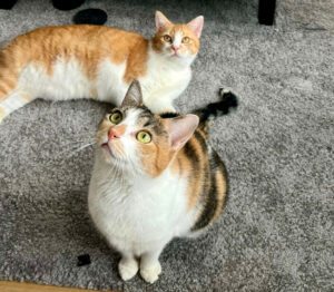 Pixi Und Bella 1 Pixi Und Bella 1