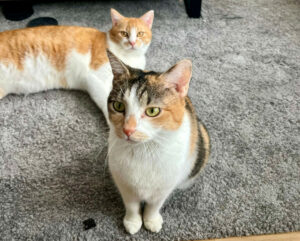 Pixi Und Bella 2 Pixi Und Bella 2