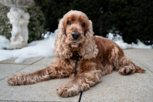 Benny Bub 2 Benny Bub 2