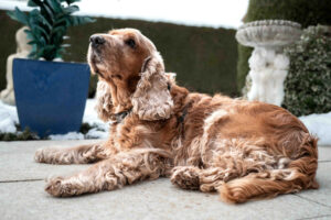 Benny Bub 5 Benny Bub 5