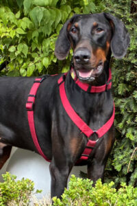 2026 08 12 Tulio