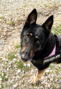 Luna orientiert sich Luna orientiert sich