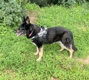 Luna beim Freilauf Luna beim Freilauf