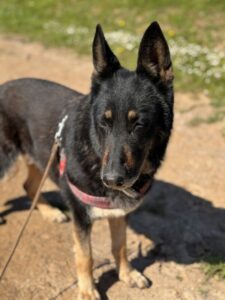 Die schöne Luna Die schöne Luna