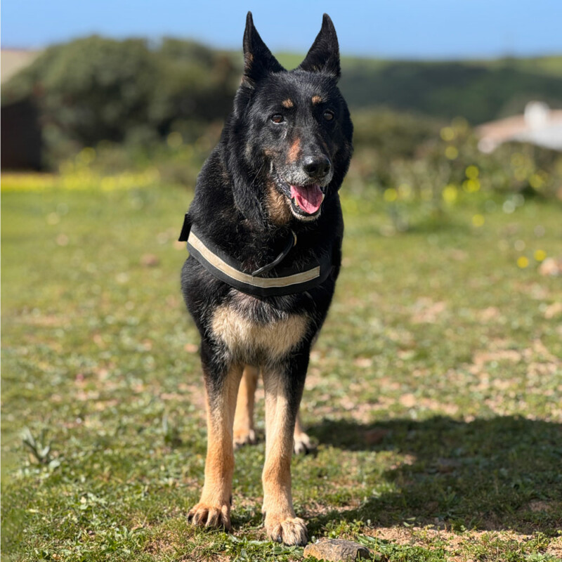 Die stolze Luna Die stolze Luna