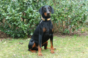 Tulio Neu 5