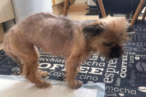 Finchen 11 Finchen 11