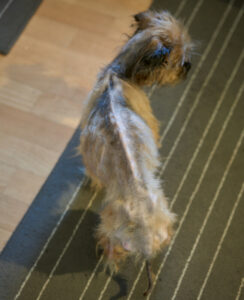 Finchen 13 Finchen 13