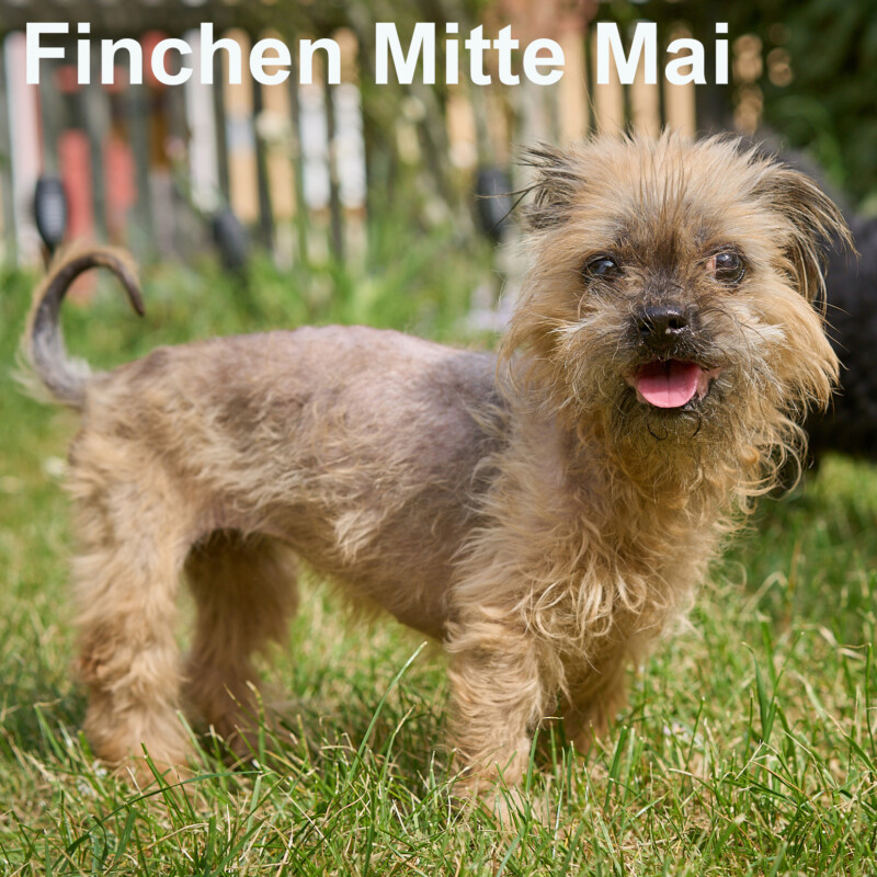 Finchen 14A Mitte Mai