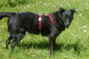 Sammy Deluxe 10 Sammy Deluxe 10
