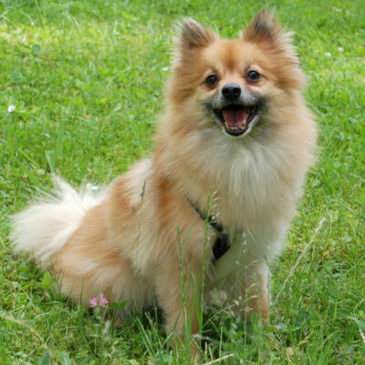 Mäxchen