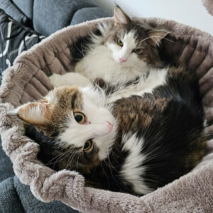 Lutz Und Mr. Jingles Gemeinsam 1 Lutz Und Mr. Jingles Gemeinsam 1