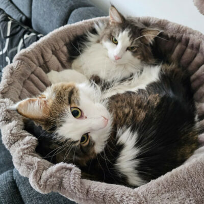 Lutz und Mr. Jingles – werden gemeinsam vermittelt