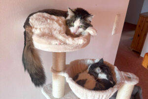 Lutz Und Mr. Jingles Gemeinsam 2 Lutz Und Mr. Jingles Gemeinsam 2