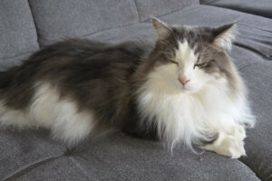 Mr. Jingles 1