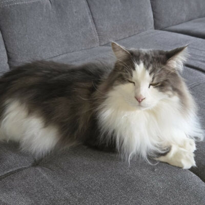 Mr. Jingles