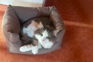 Mr. Jingles 2