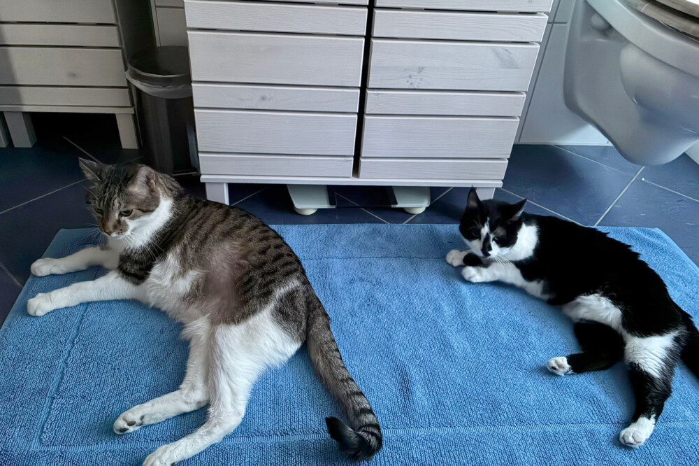 Leo und Mausi