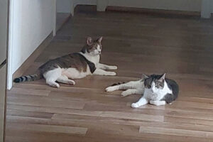 Kira Und Bubi 1 Kira Und Bubi 1