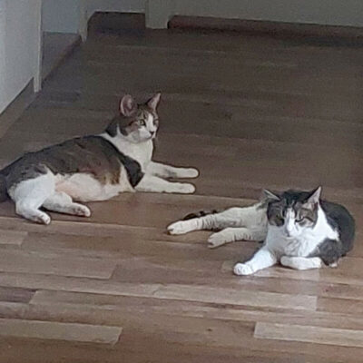 Bubi und Kira – werden gemeinsam vermittelt