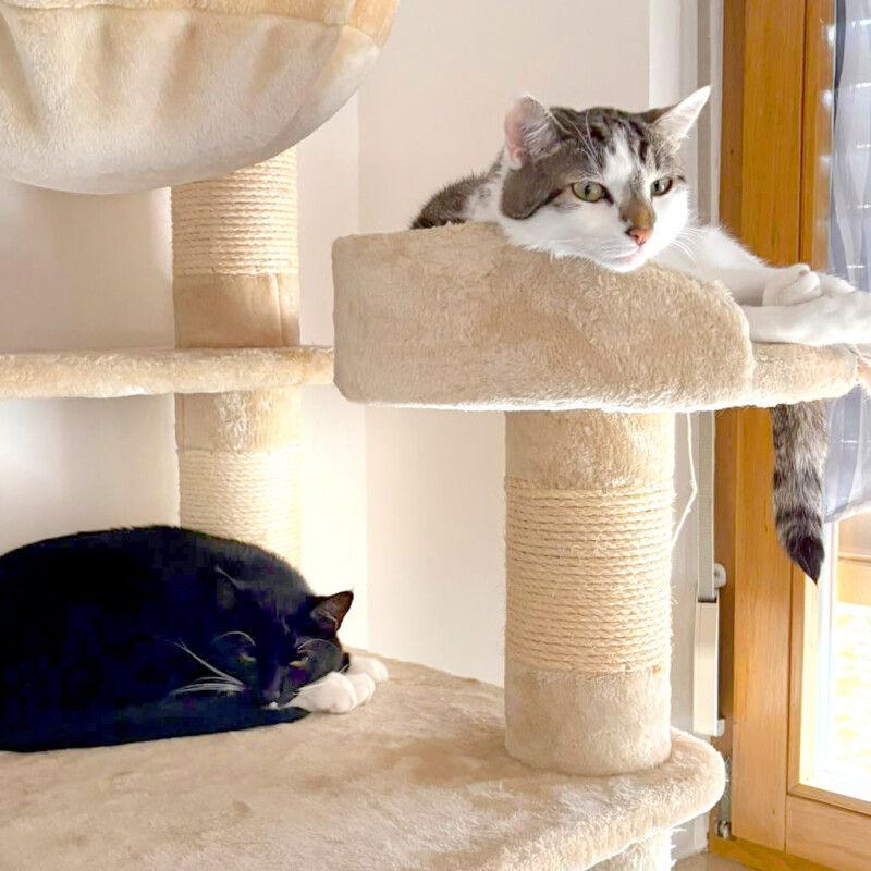 Luna und Polly – werden gemeinsam vermittelt