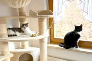 Luna Und Polly 2