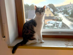 Polly 4 Polly 4