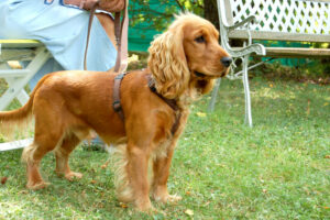 Red Oskar 6