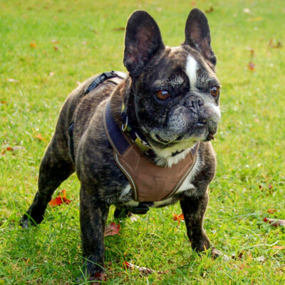 Patenhund * Omi Berta